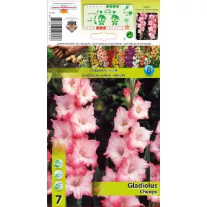 Gladiola Cheops