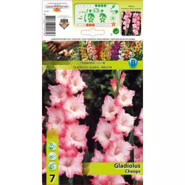 Gladiola Cheops
