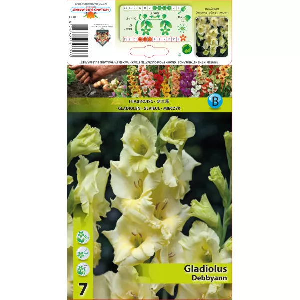 Gladiola Debbyann