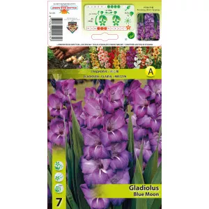 Gladiola Blue Moon