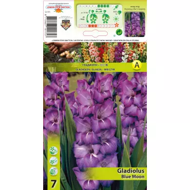 Gladiola Blue Moon