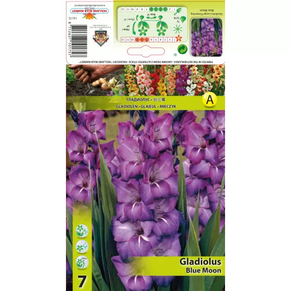 Gladiola Blue Moon