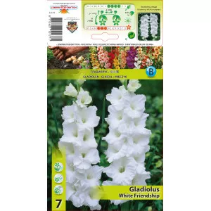 Gladiola White Friendship