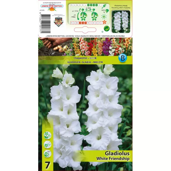 Gladiola White Friendship