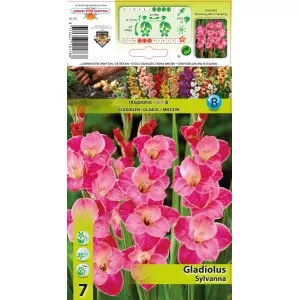 Gladiola Sylvana