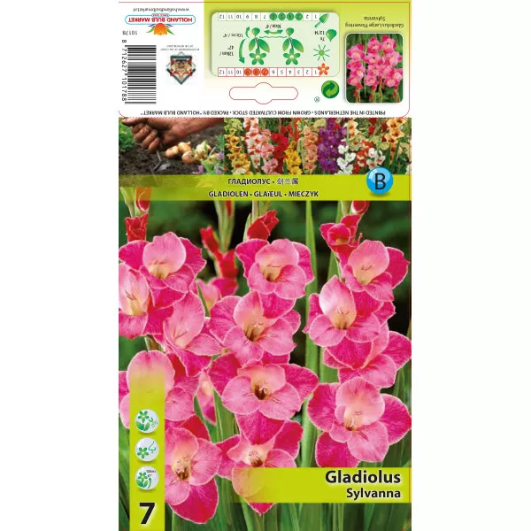 Gladiola Sylvana