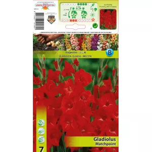 Gladiola Matchpoint