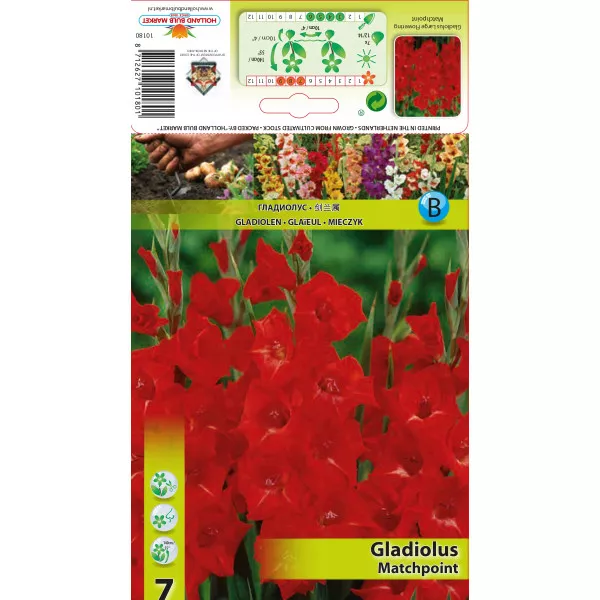Gladiola Matchpoint