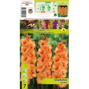 Gladiola Ovatie