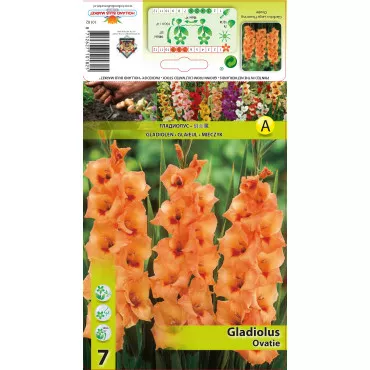 Gladiola Ovatie