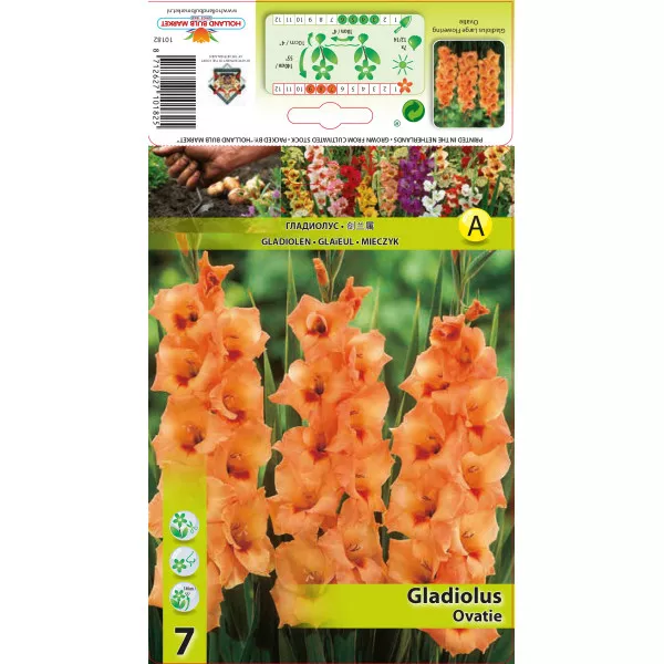 Gladiola Ovatie