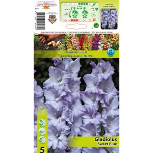 Gladiola Sweet Blue