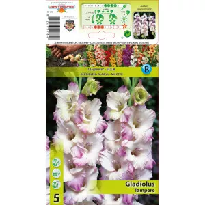 Gladiola Tampere