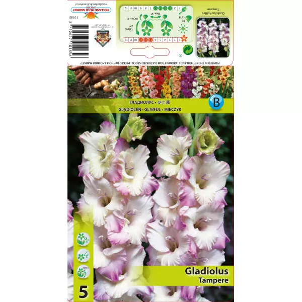Gladiola Tampere
