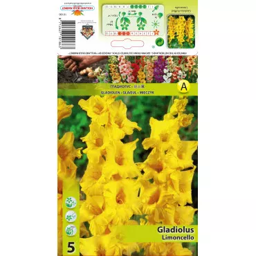 Gladiola Limoncello