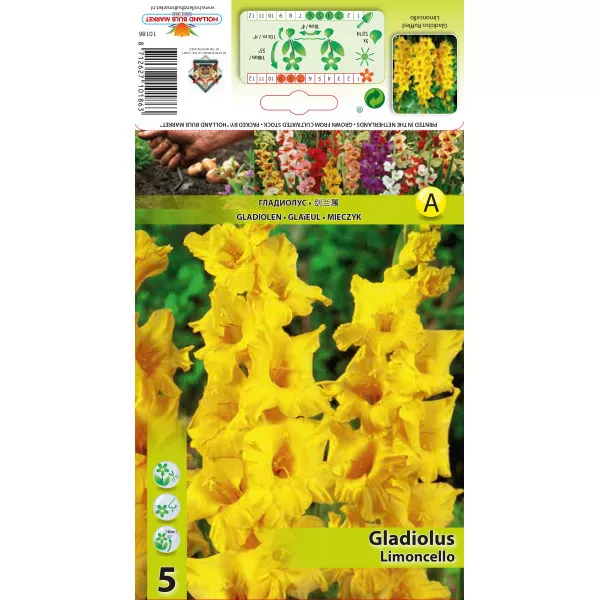 Gladiola Limoncello