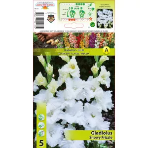 Gladiola Snowy Frizzle