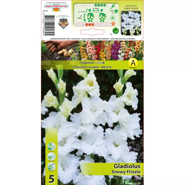 Gladiola Snowy Frizzle