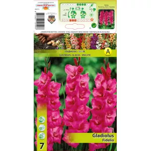 Gladiola Fidelio