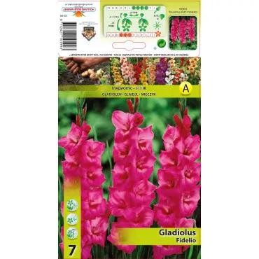 Gladiola Fidelio