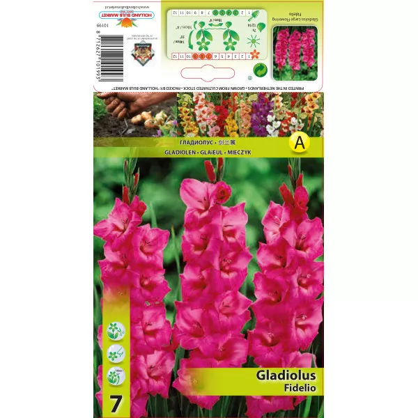 Gladiola Fidelio