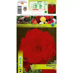 Resasta begonija crvena