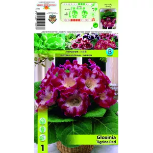 Gloksinija crvena