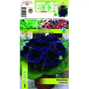 Gloksinija ljubičasta
