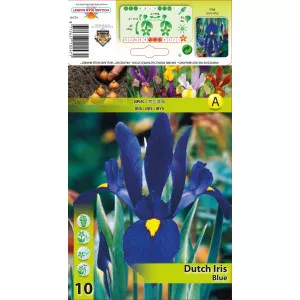 Nizozemski iris plavi