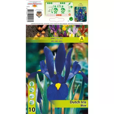 Nizozemski iris plavi