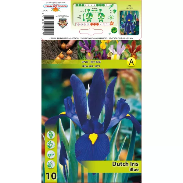 Nizozemski iris plavi
