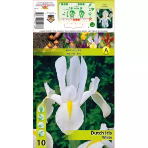 Nizozemski iris bijeli
