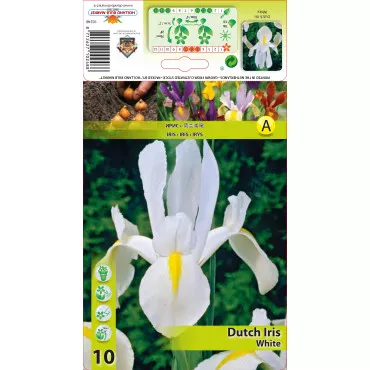 Nizozemski iris bijeli