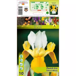 Nizozemski iris žuto-bijeli