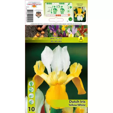 Nizozemski iris žuto-bijeli