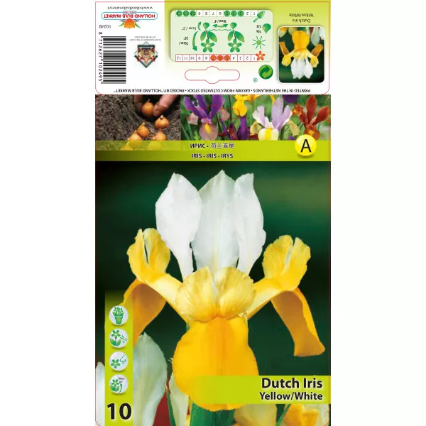 Nizozemski iris žuto-bijeli