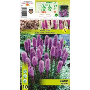 Liatris spicata ružičasta