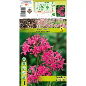 Nerina (Nerine bowdenii) ružičasta