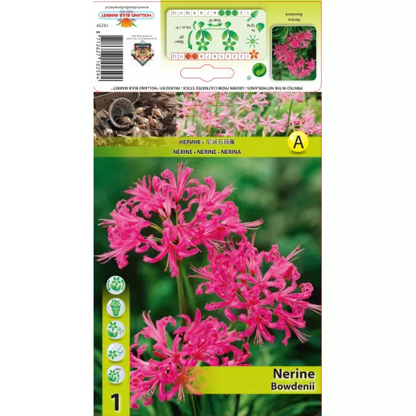 Nerina (Nerine bowdenii) ružičasta