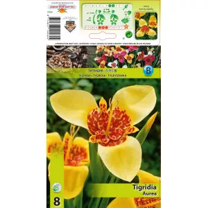 Tigridija Aurea