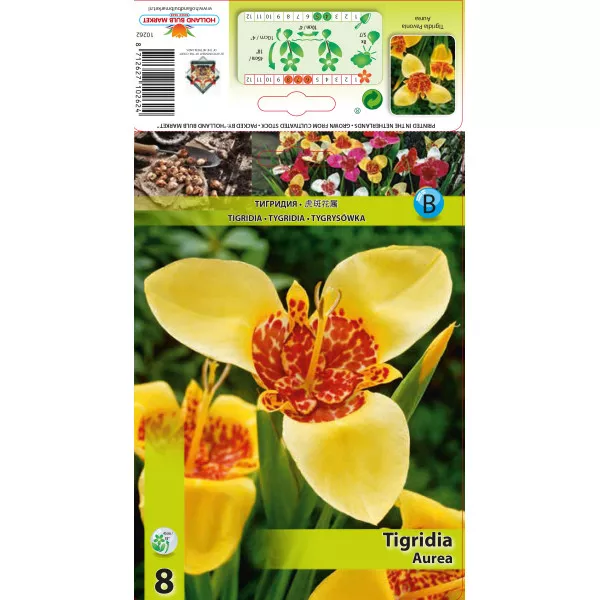Tigridija Aurea