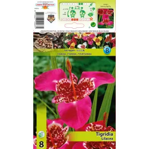 Tigridija Lilacea