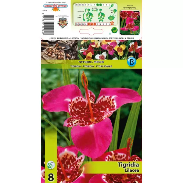 Tigridija Lilacea