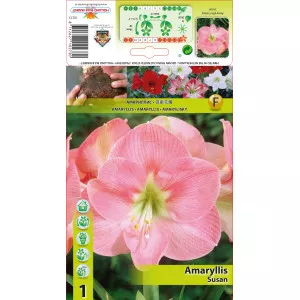 Amarilis Susan