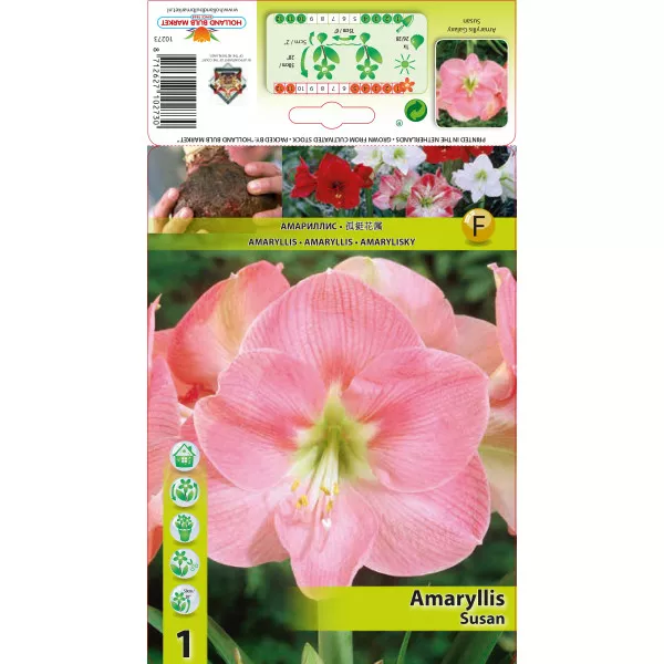 Amarilis Susan