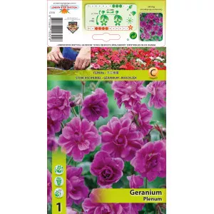 Pelargonija (geranium) Plenum