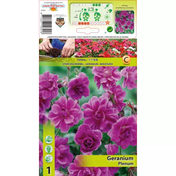 Pelargonija (geranium) Plenum