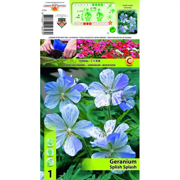 Pelargonija Splish Splash