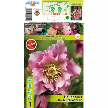 Kukurik (Helleborus) Double Ellen ružičasti