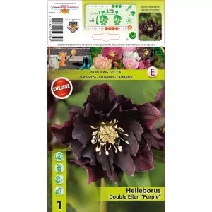 Kukurik (Helleborus) Double Ellen ljubičasti